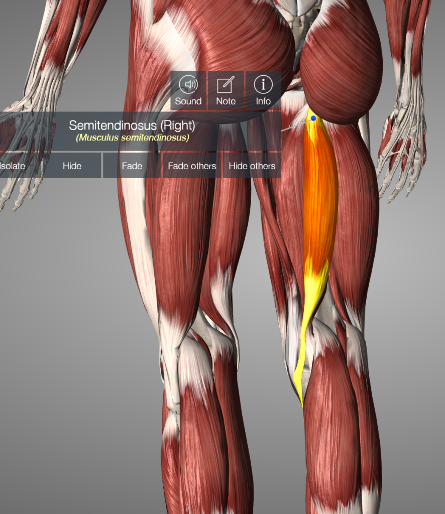 hamstring muscle anatomy semitendinosus